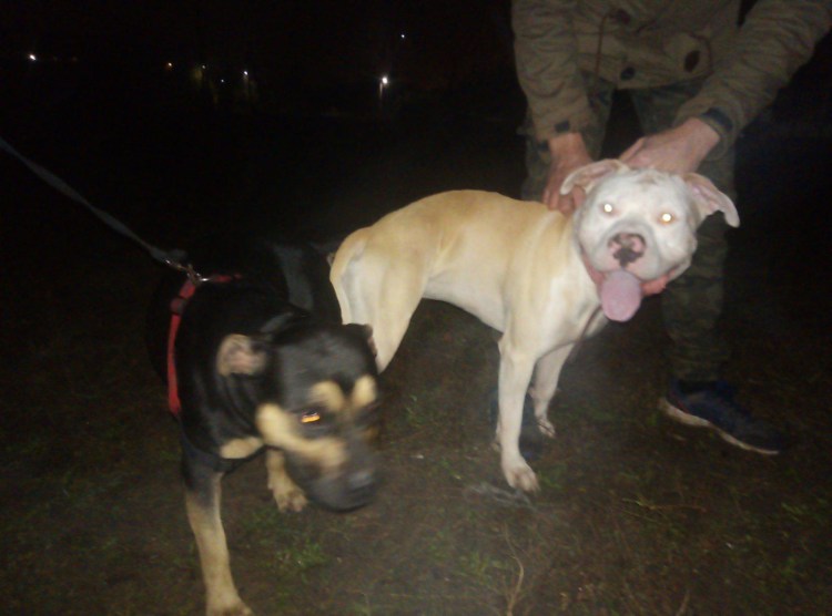 Питбуль голова