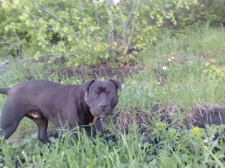 Питбуль Курск