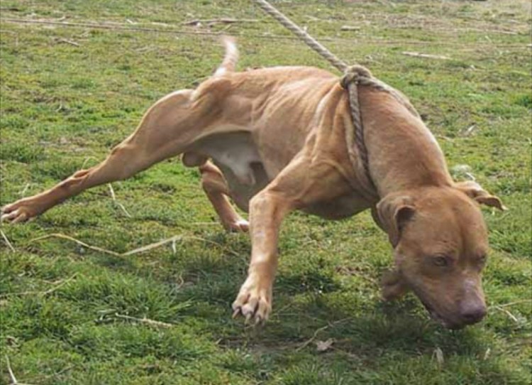 Питбуль и боксер метис