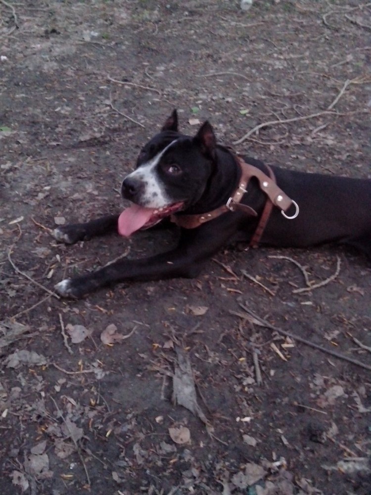 Питбуль для вязки