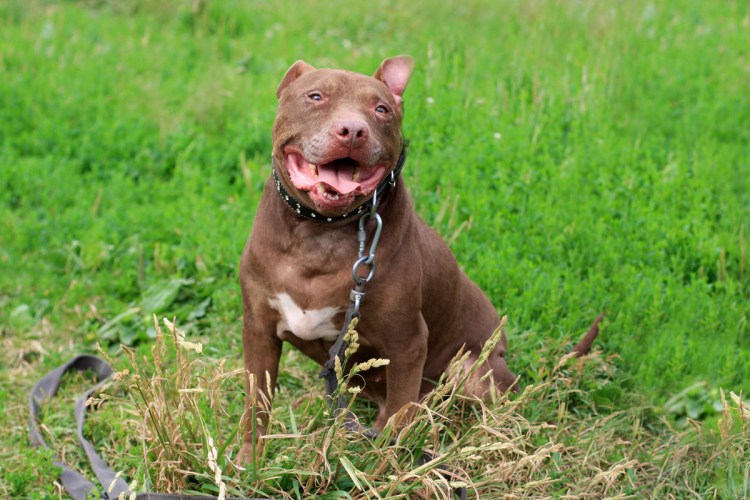 Порода собак американский бандог