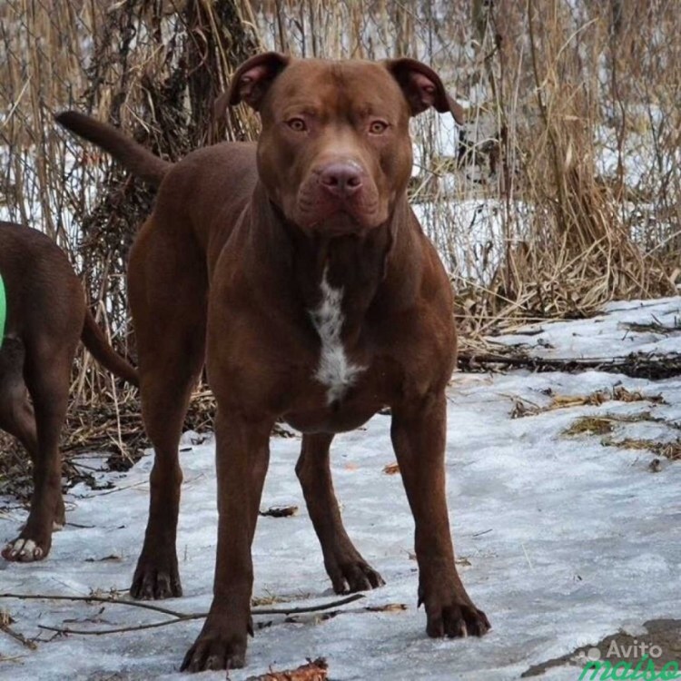 Питбуль шоколадный кобель