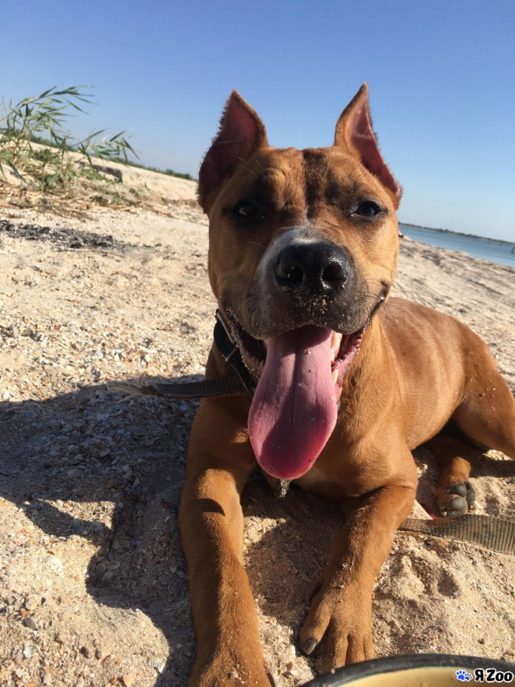 Питбуль авито