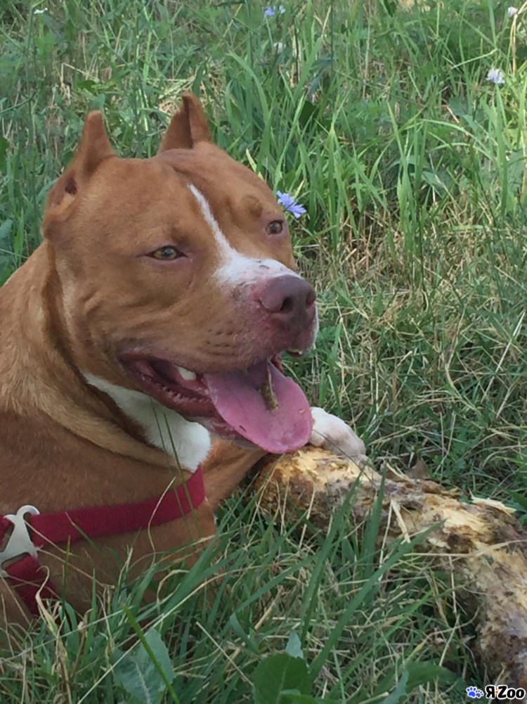 Питбуль Краснодар