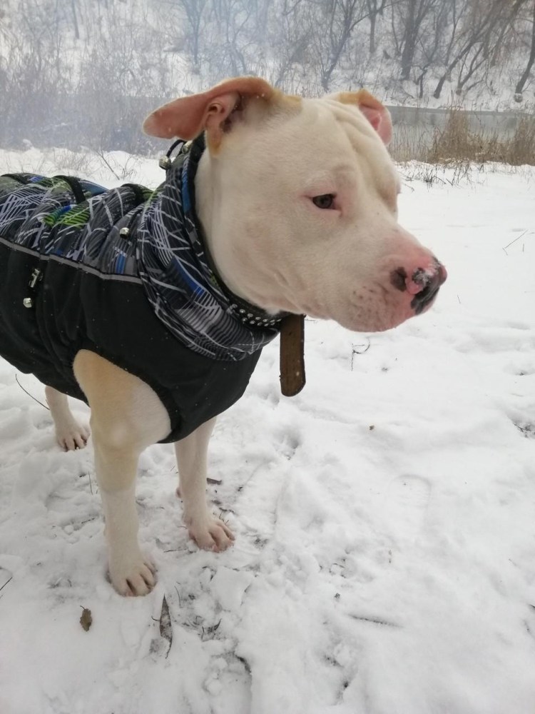 Грозный питбуль