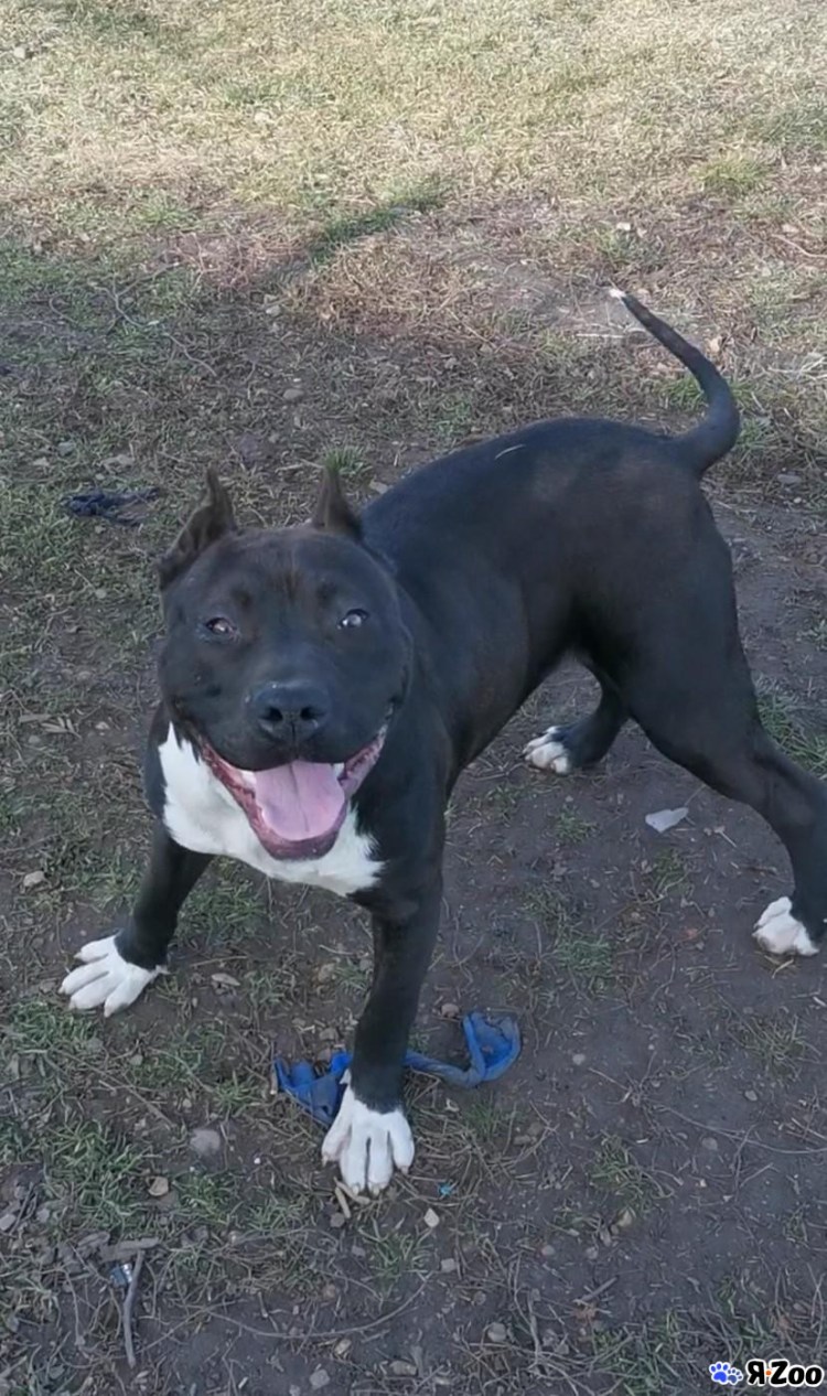 Вязка питбулей