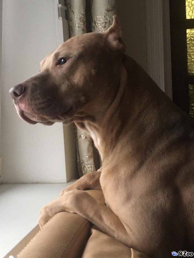 Спаривание питбулей