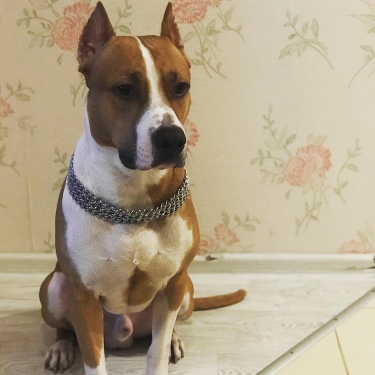 Американский булли