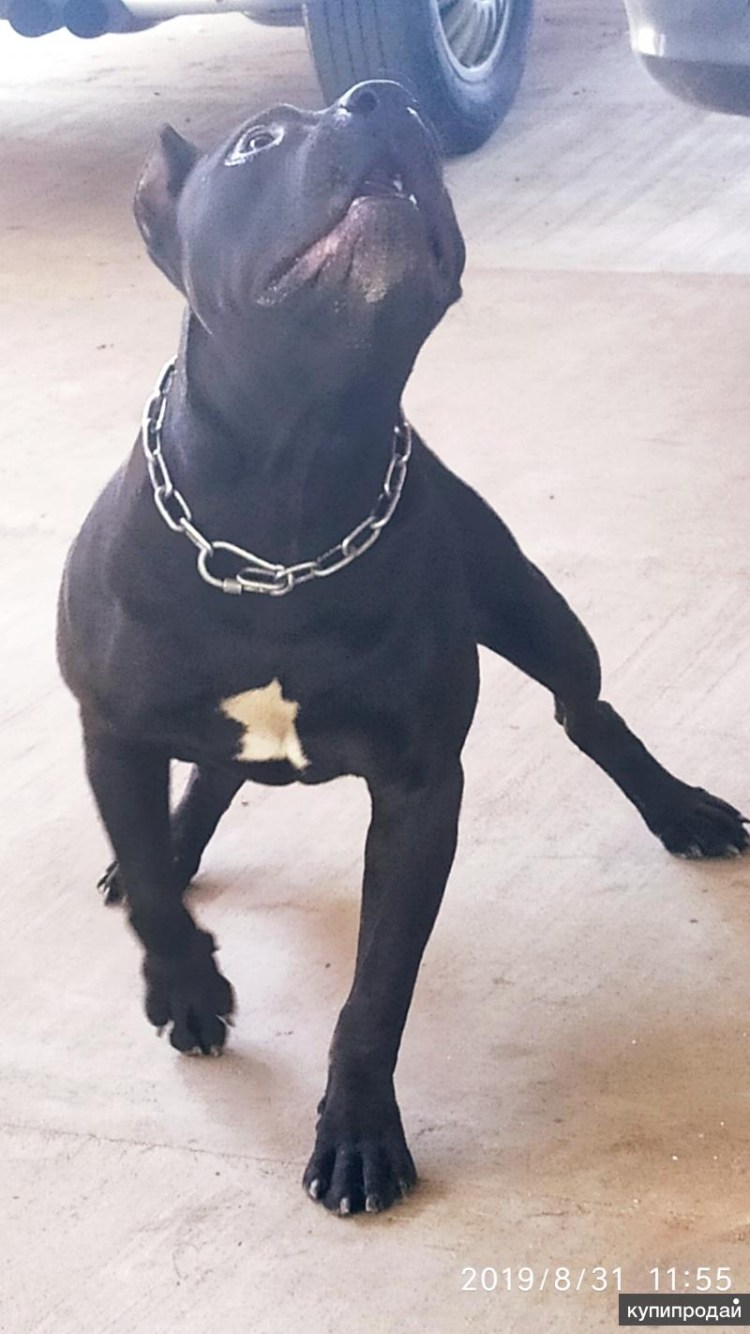 Комбинезон стаффордширский терьер Даррелл