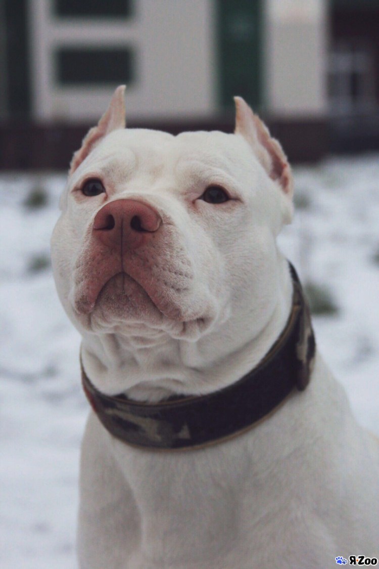 Вязка питбультерьеров