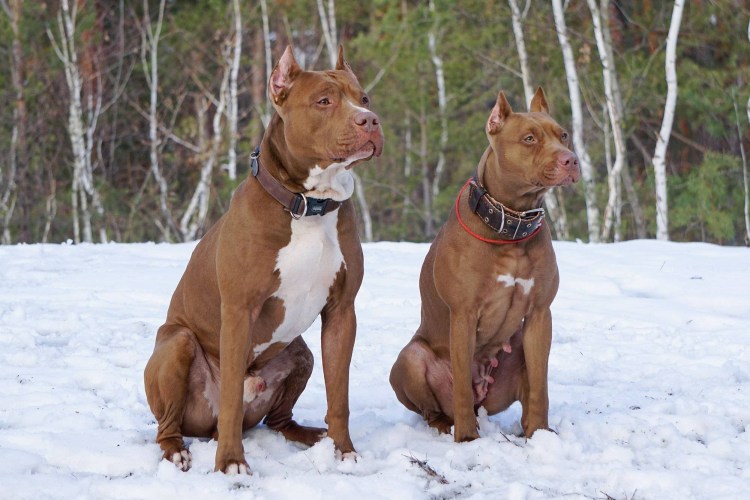 Питбуль кобель вязка