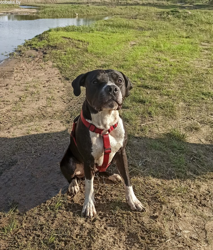 Питбуль дрессированный