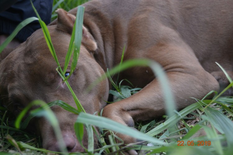 Ошейник для американского булли
