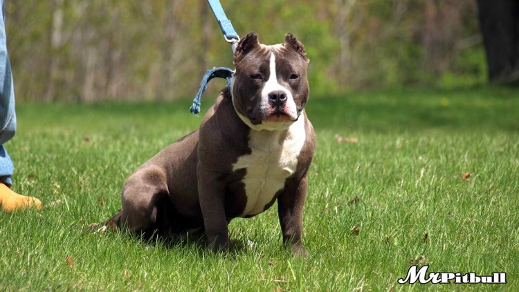 Стаффордширский терьер американский питбультерьер