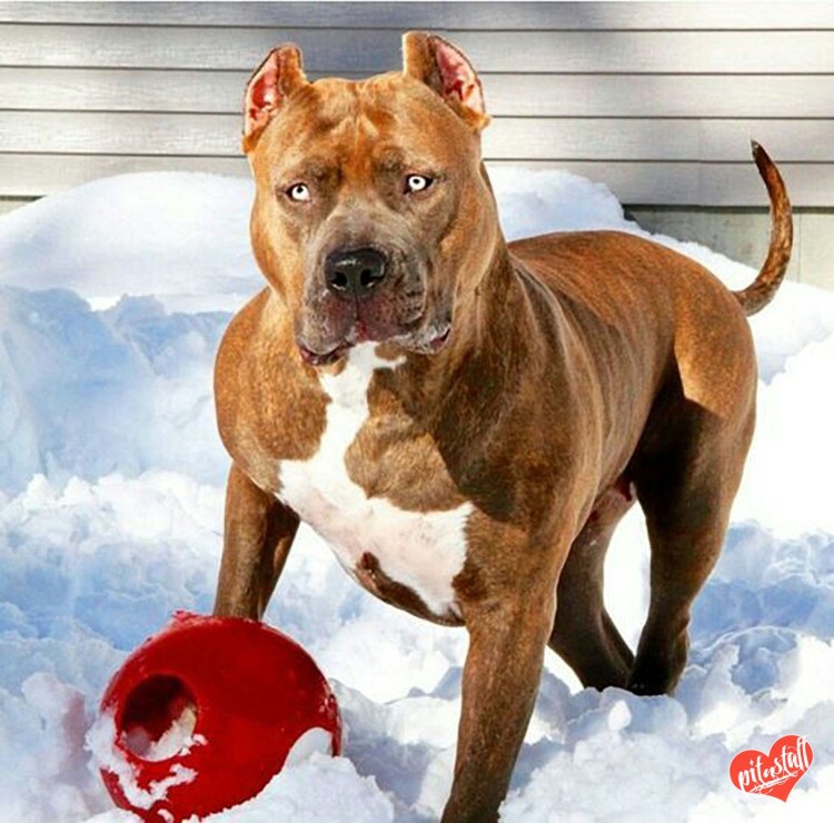 Стаффордширский терьер компаньон