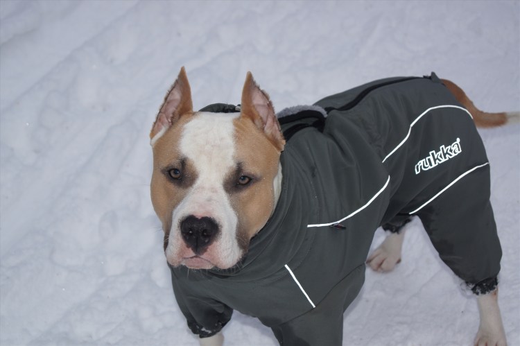 Собака Намджуна из BTS