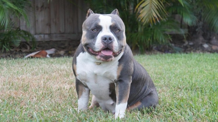Американский булли XL