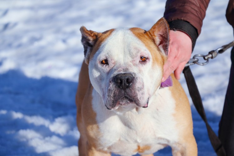 Стаффордширский бультерьер голубой