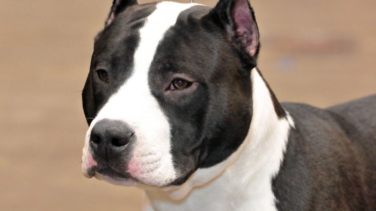 Аргентинский стаффордширский терьер