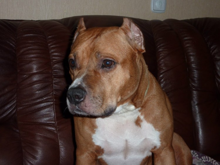 Амстафф булли