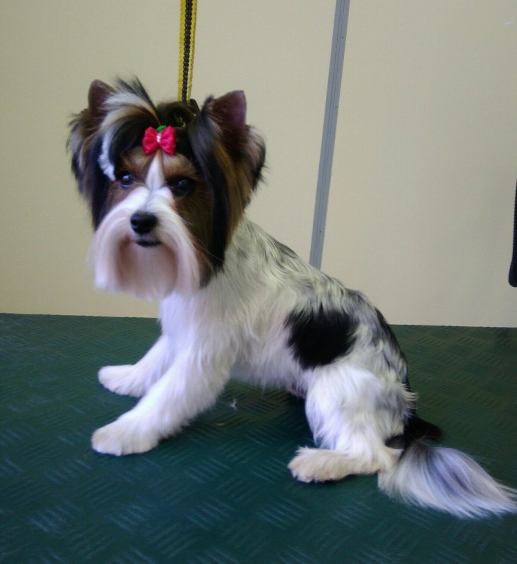 Схема стрижки бивера