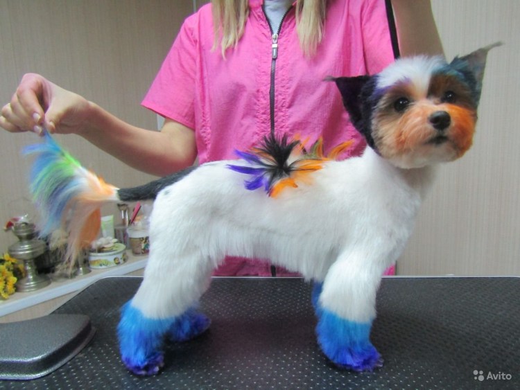 Схема стрижки Бивер Йорка