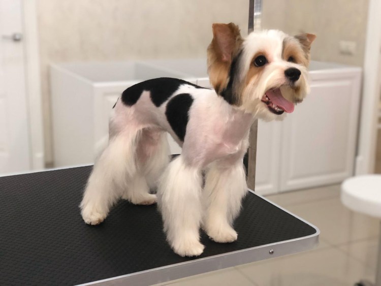 В каком возрасте стричь бивера