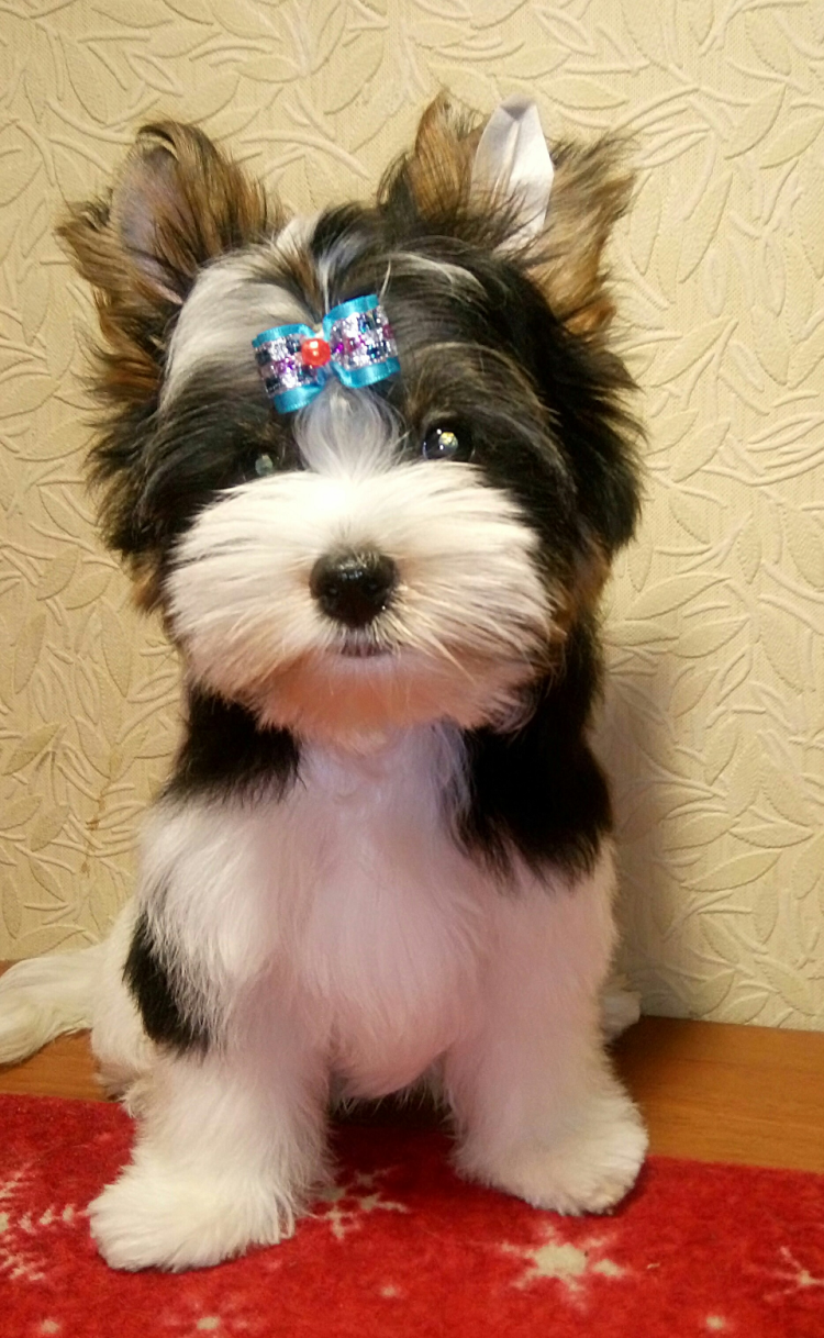 Груминг Бивер Йорка