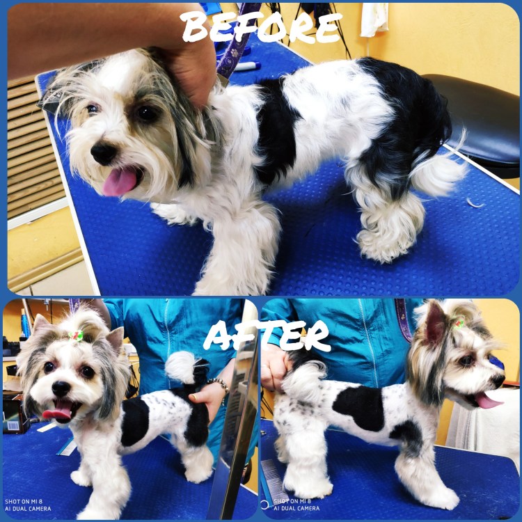 Бивер-Йоркширский терьер мальчик