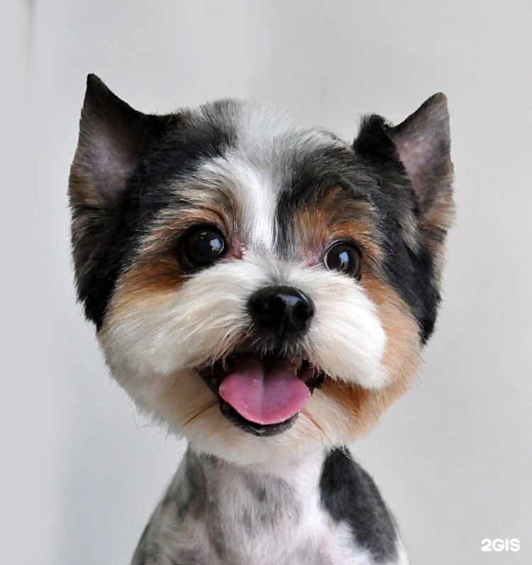 Бивер-Йоркширский терьер стрижки