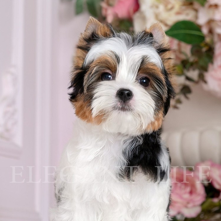 Бивер-Йоркширский терьер