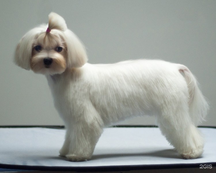 Йоркширский терьер Микки