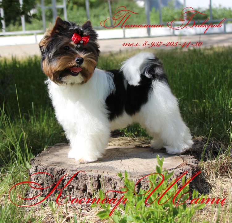 Бивер-Йоркширский терьер стриженный