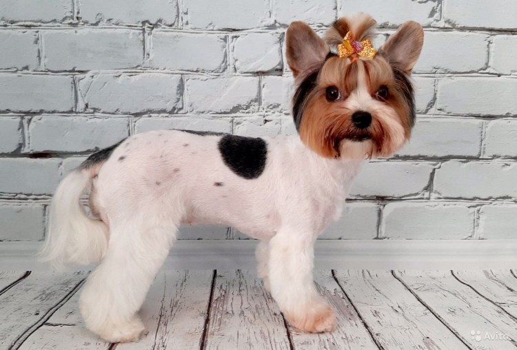 Бивер-Йоркширский терьер