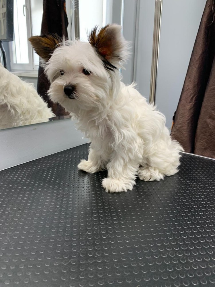 Бивер Йорк мини