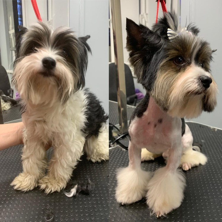 Стрижка Бивер Йорка