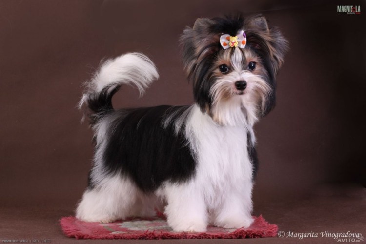 Бивер без стрижки