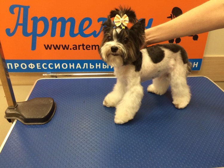 Грумминг Бивер Йорка