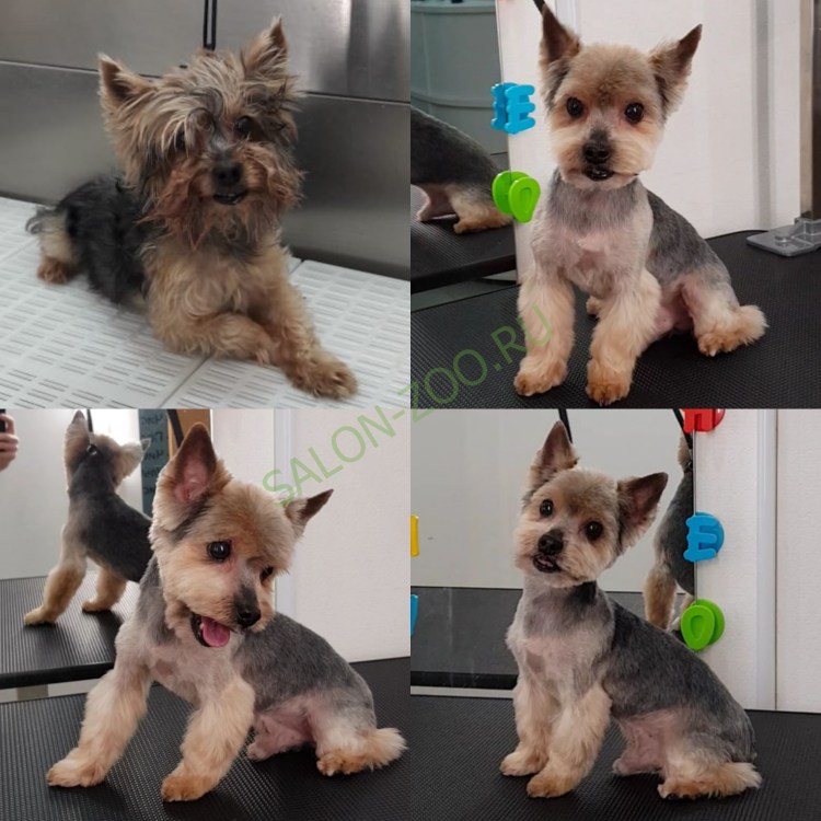 Стрижка Бивер Йорка налысо