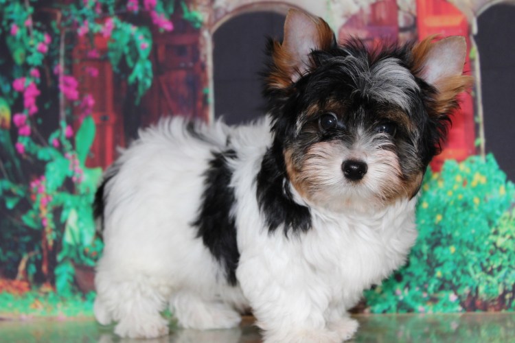 Причёски для Ерков резиночками