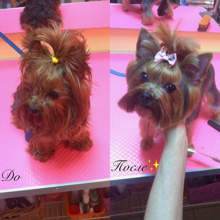 Креативные стрижки йорков