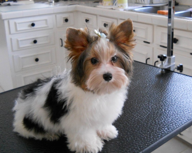 Бивер терьер