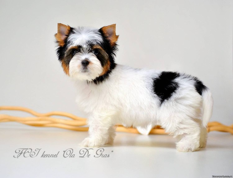 Порода собак Бивер Йорк