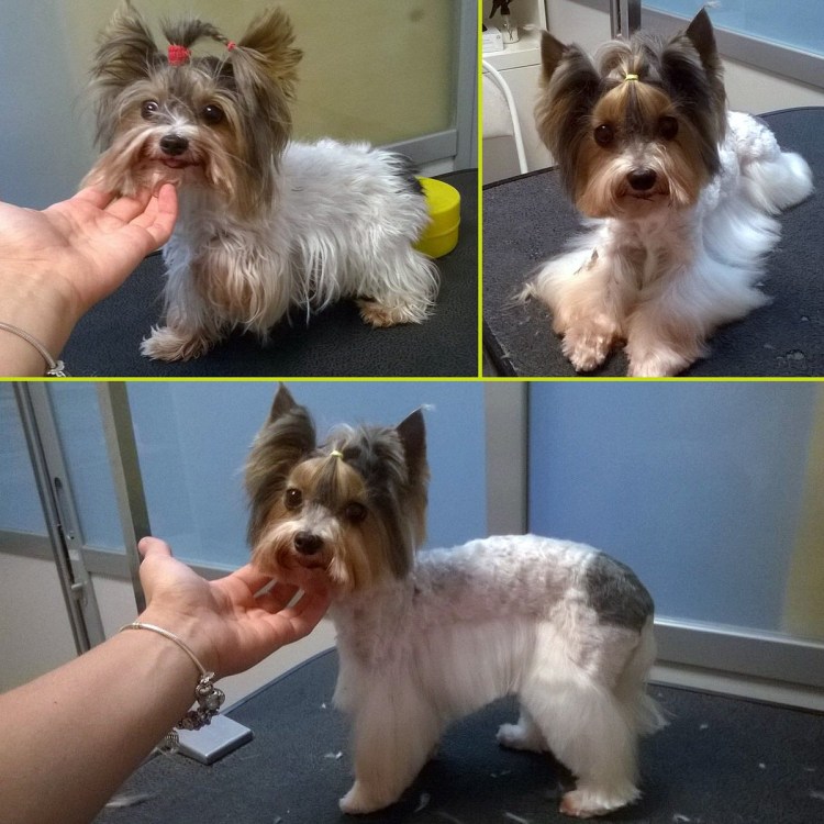 Стрижка азиатская Бивер болонка