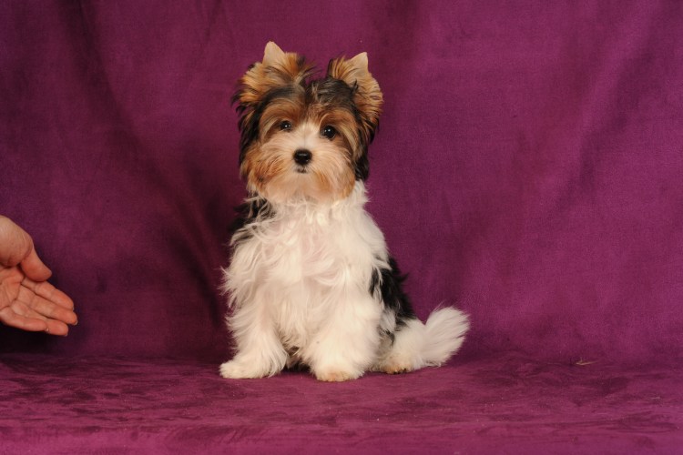 Бивер-Йоркширский терьер Жека