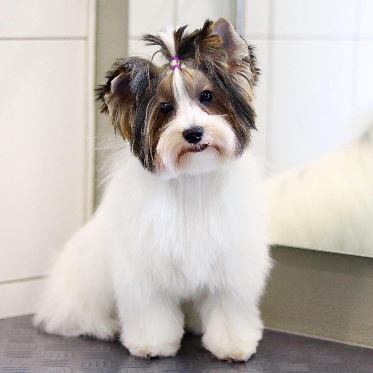 Бивер нестриженный