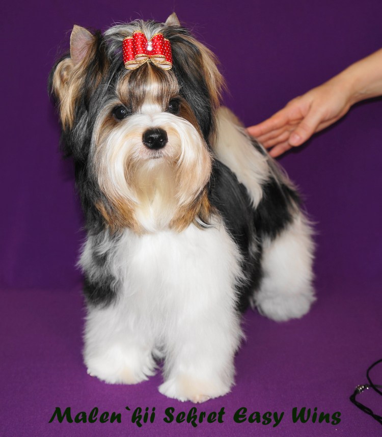 Бивер Йорк стрижка под щенка