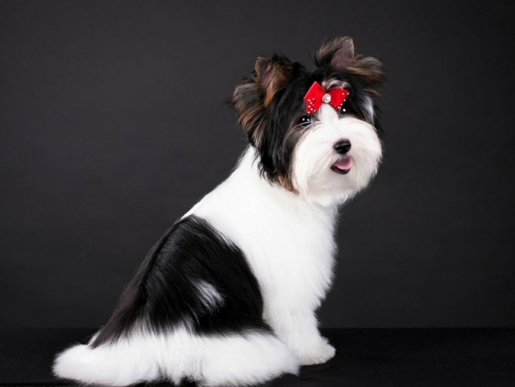 Бивер-Йоркширский терьер стрижки