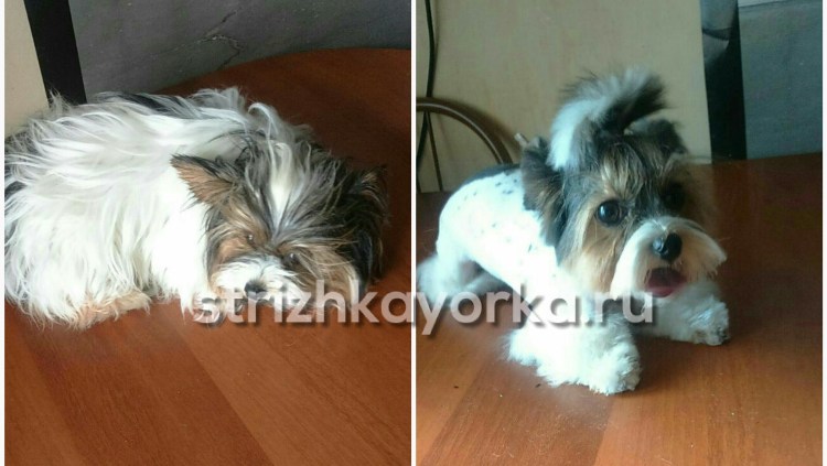 Корейская стрижка Бивер Йорка