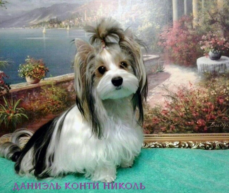 Стрижка Бивер Йорка мальчика